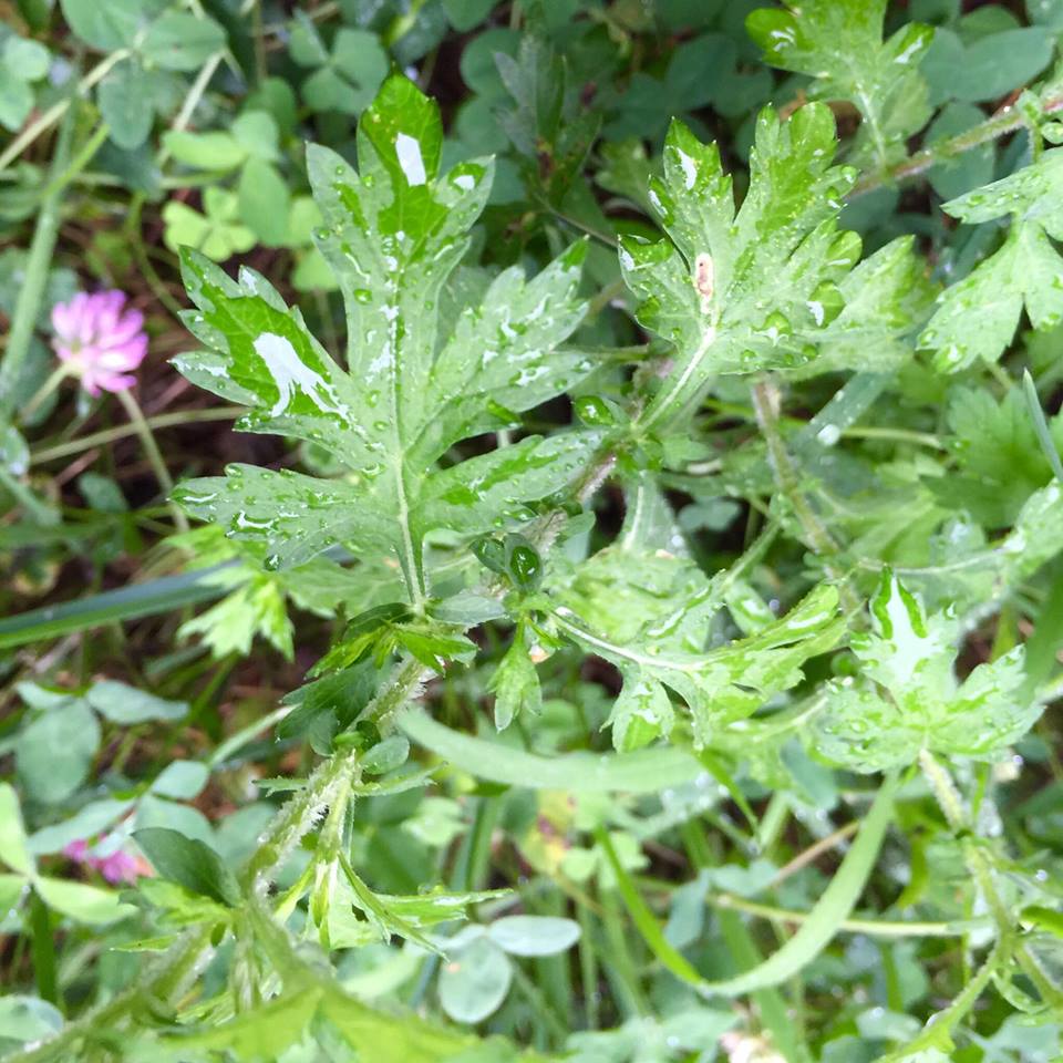 花粉対策