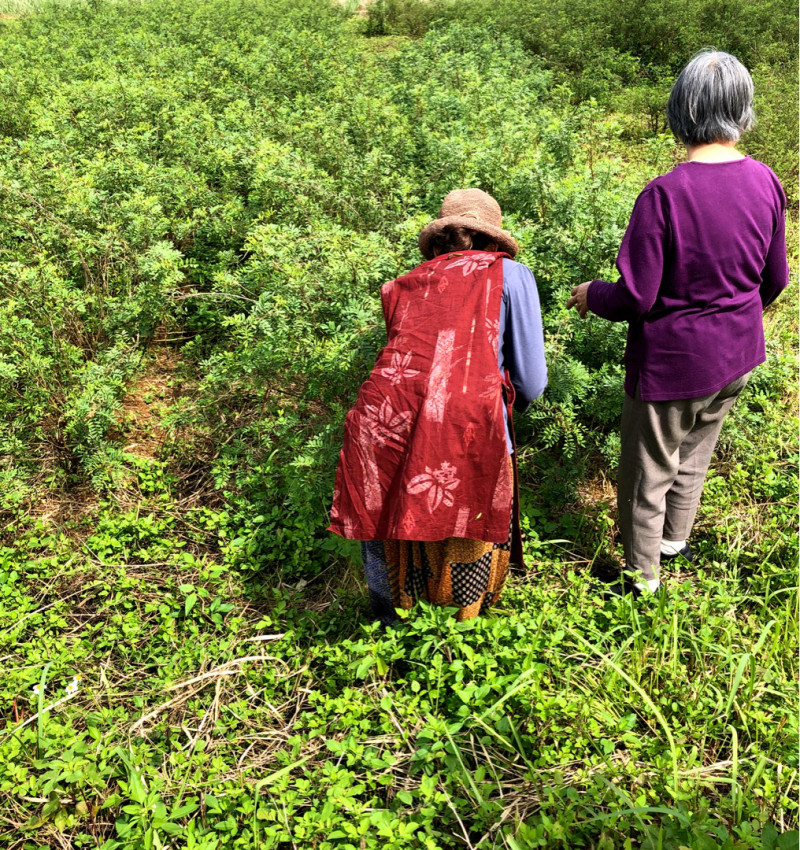 アーユルヴェーダ薬草旅